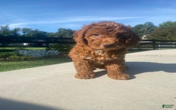 Mini Goldendoodle dogs for sale: Duchess - Image 11