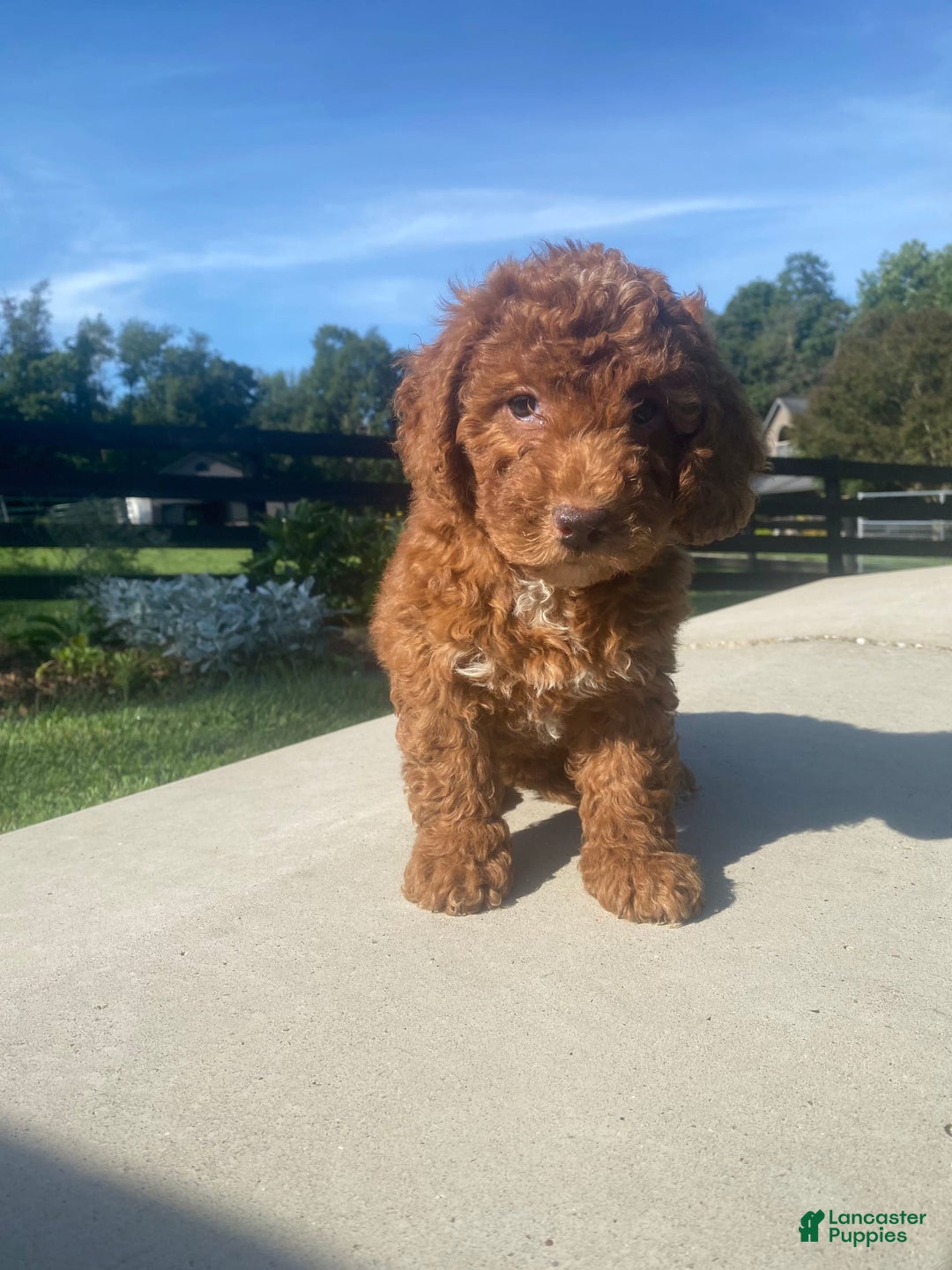 Mini Goldendoodle dogs for sale: Duchess - Image 11