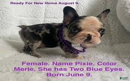 French Bulldog dogs for sale: Pixie - Image 1