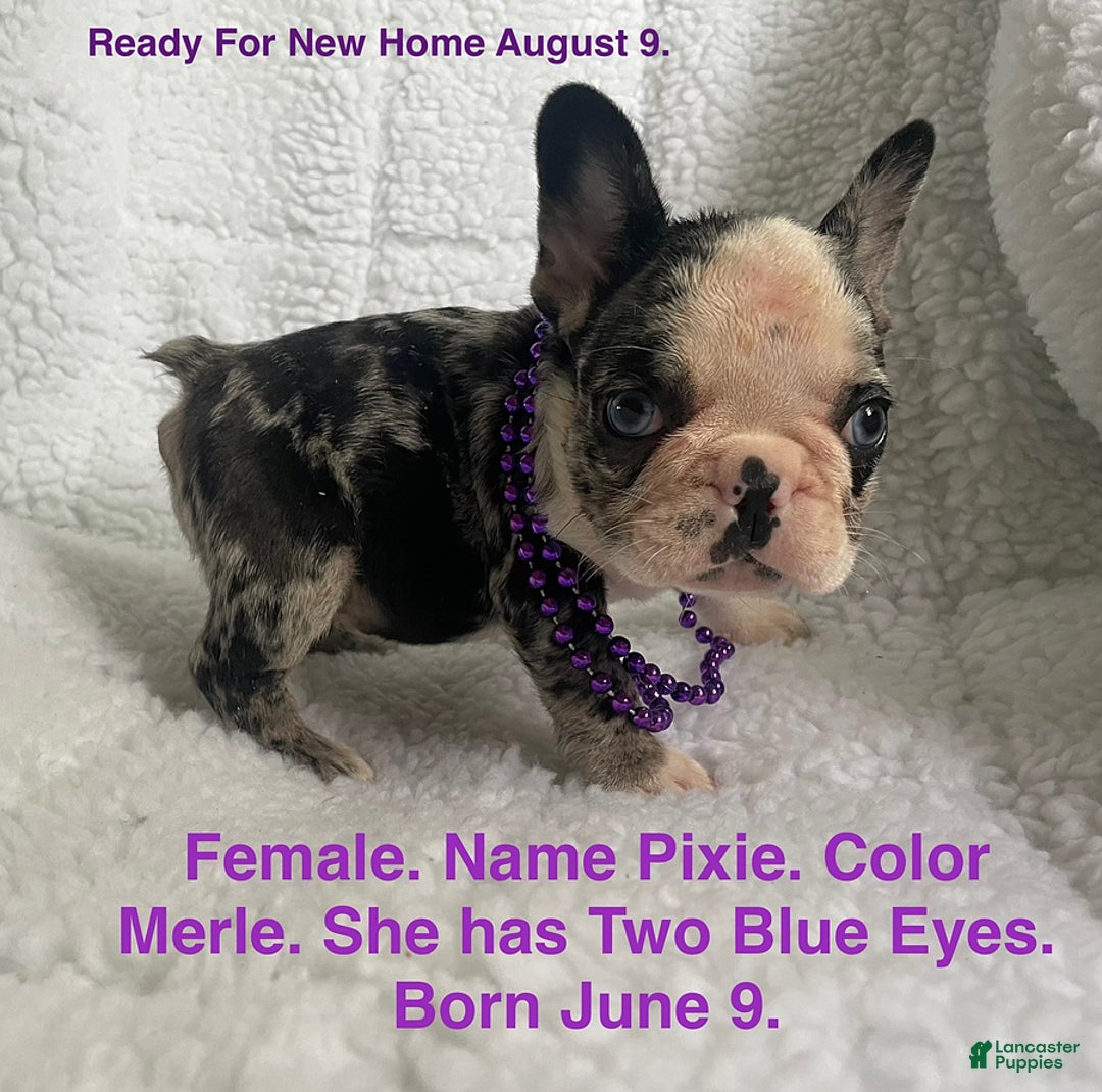 French Bulldog dogs for sale: Pixie - Image 1