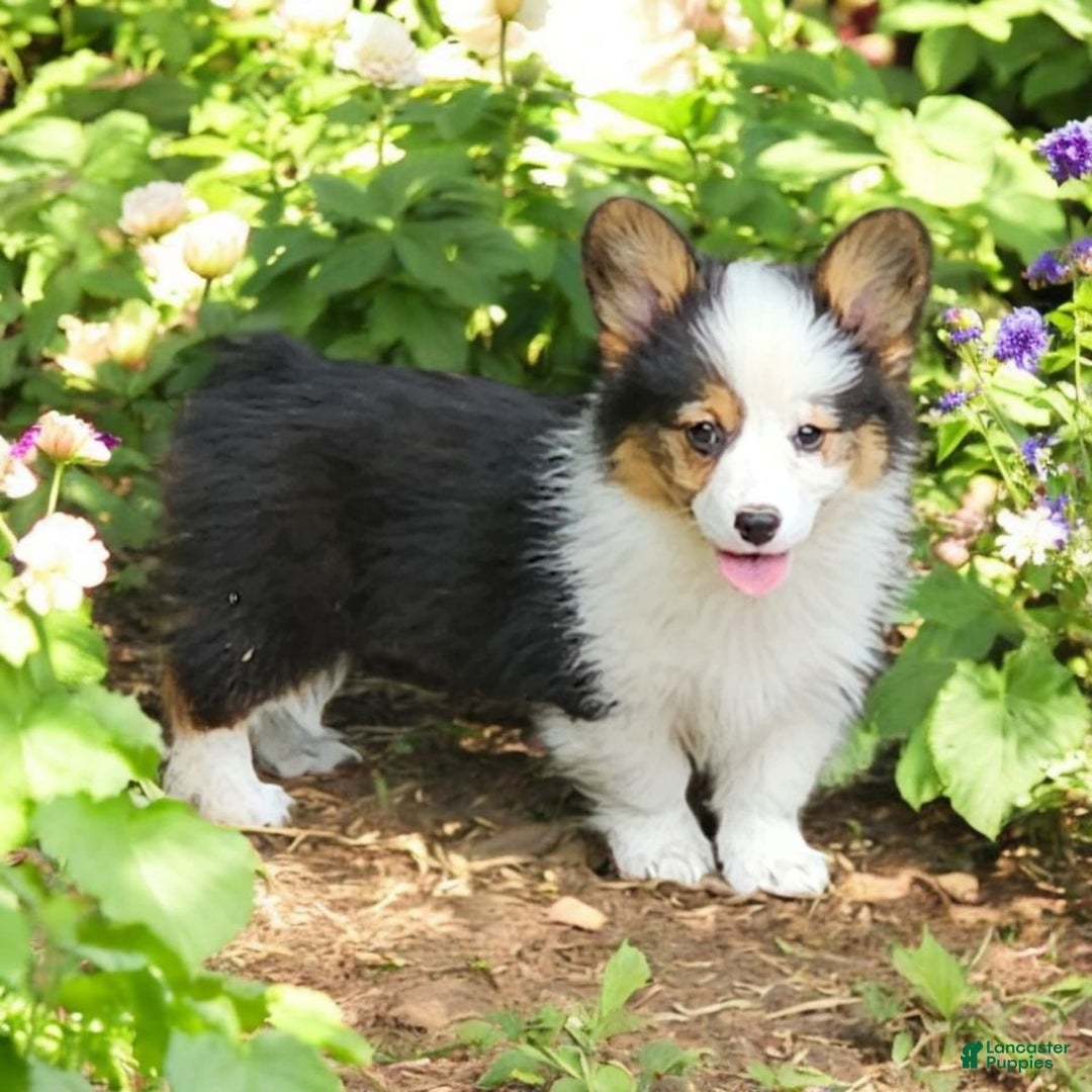 Welsh Corgi Pembroke dogs for sale: Trixie Fluffy - Image 1