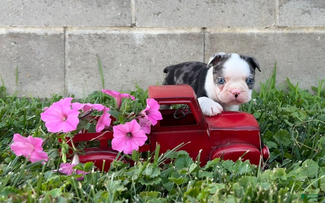 Boston Terrier dogs for sale: Diamond - Image 4