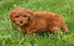 Mini Goldendoodle dogs for sale: Natasha - Image 8