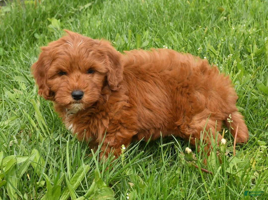 Mini Goldendoodle dogs for sale: Natasha - Image 8