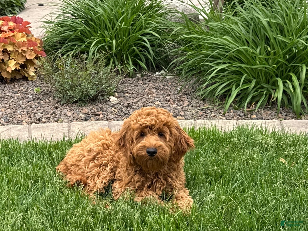 Cockapoo dogs for sale: Manny - Image 6