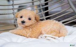 Maltipoo dogs for sale: Vander - Image 2