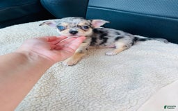 Chihuahua dogs for sale: Merley - Image 1