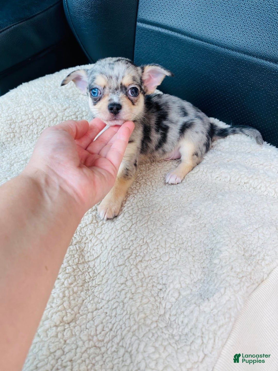 Chihuahua dogs for sale: Merley - Image 1