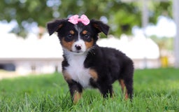 Mini Bernedoodle dogs for sale: Lucy - Image 4