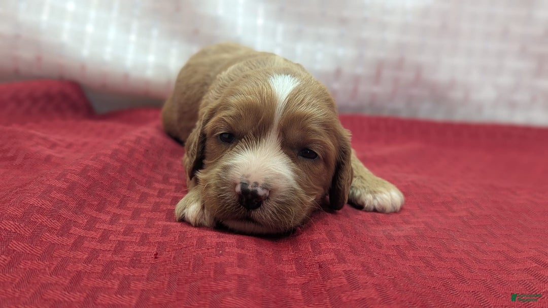 Cavapoo dogs for sale: Henry - Image 15