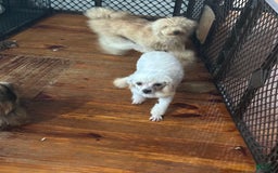 Maltipoo dogs for sale: Trixie - Image 4