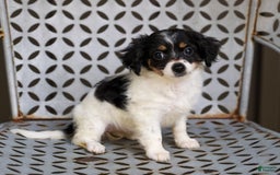 Chihuahua dogs for sale: Nova - Image 4