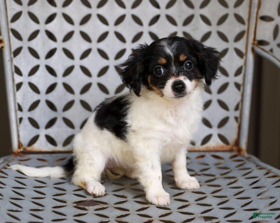 Chihuahua dogs for sale: Nova - Image 4