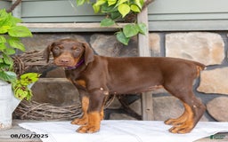 Doberman Pinscher dogs for sale: Riata - Image 2