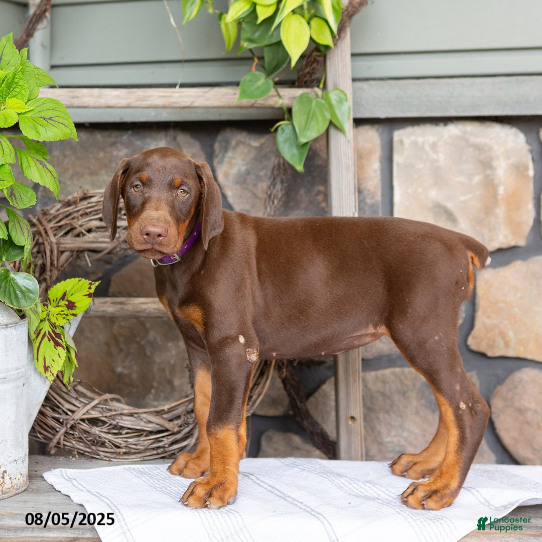 Doberman Pinscher dogs for sale: Riata - Image 2