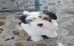 Morkie dogs for sale: Morkie Male 3 - Image 3