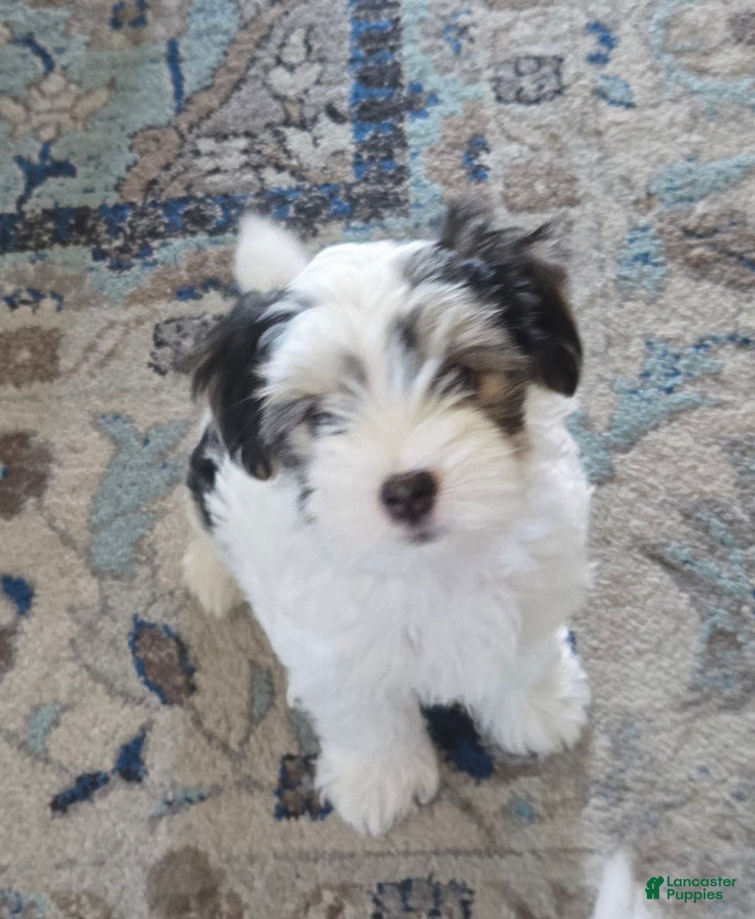 Morkie dogs for sale: Morkie Male 3 - Image 3