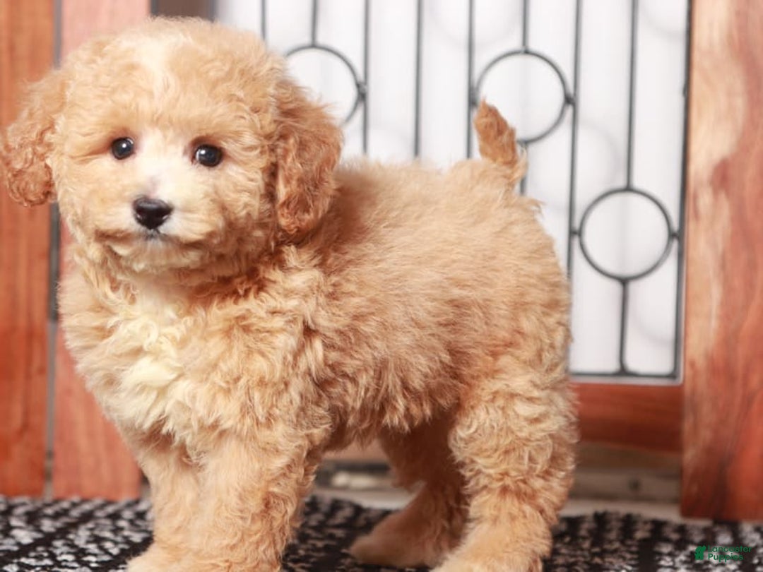 Bichpoo dogs for sale: Mimi - Image 1