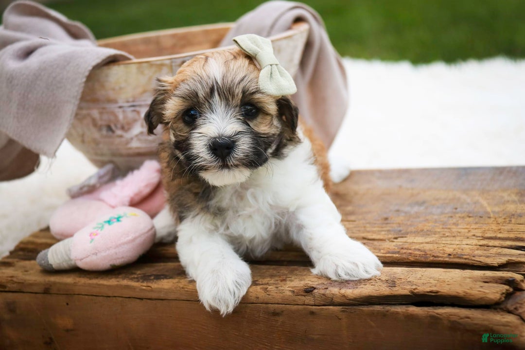 Havanese dogs for sale: Ginger - Image 7