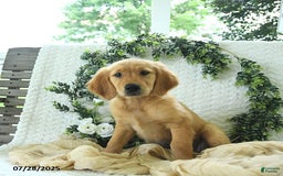 Golden Retriever dogs for sale: Addelyn - Image 10