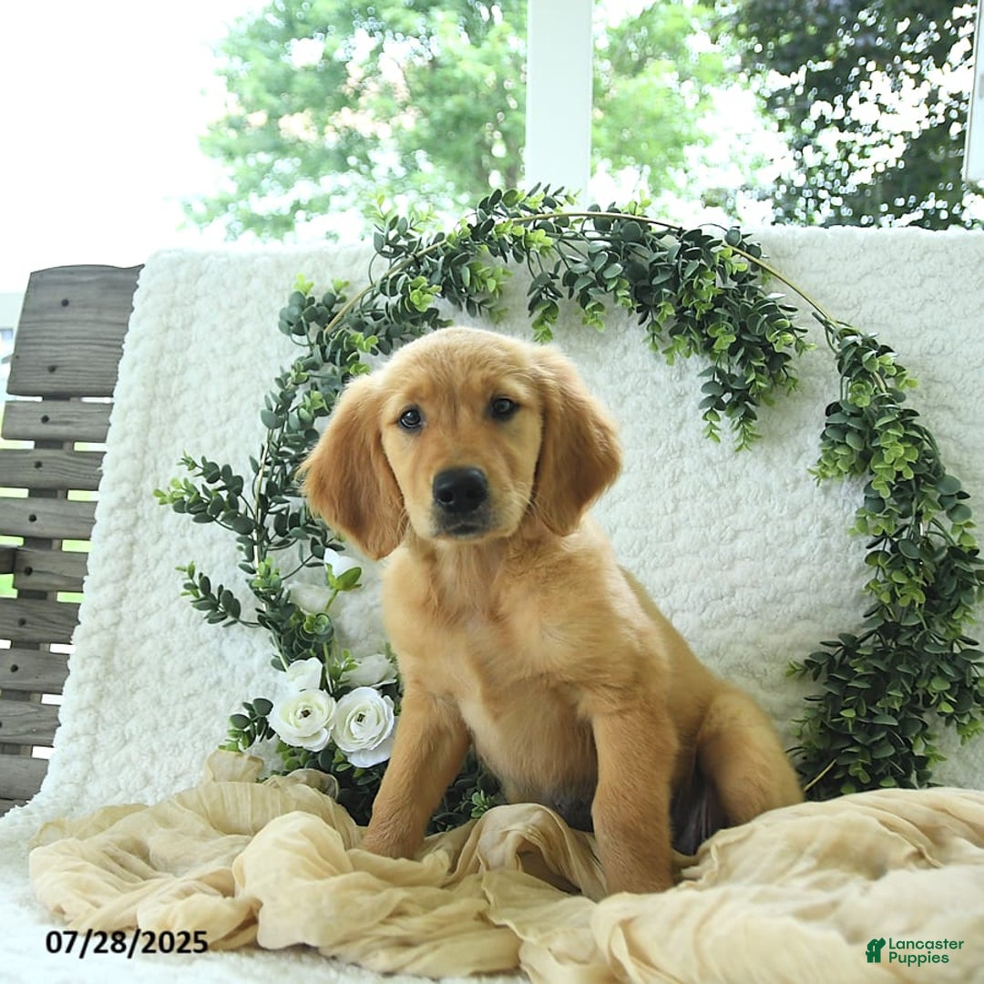 Golden Retriever dogs for sale: Addelyn - Image 10