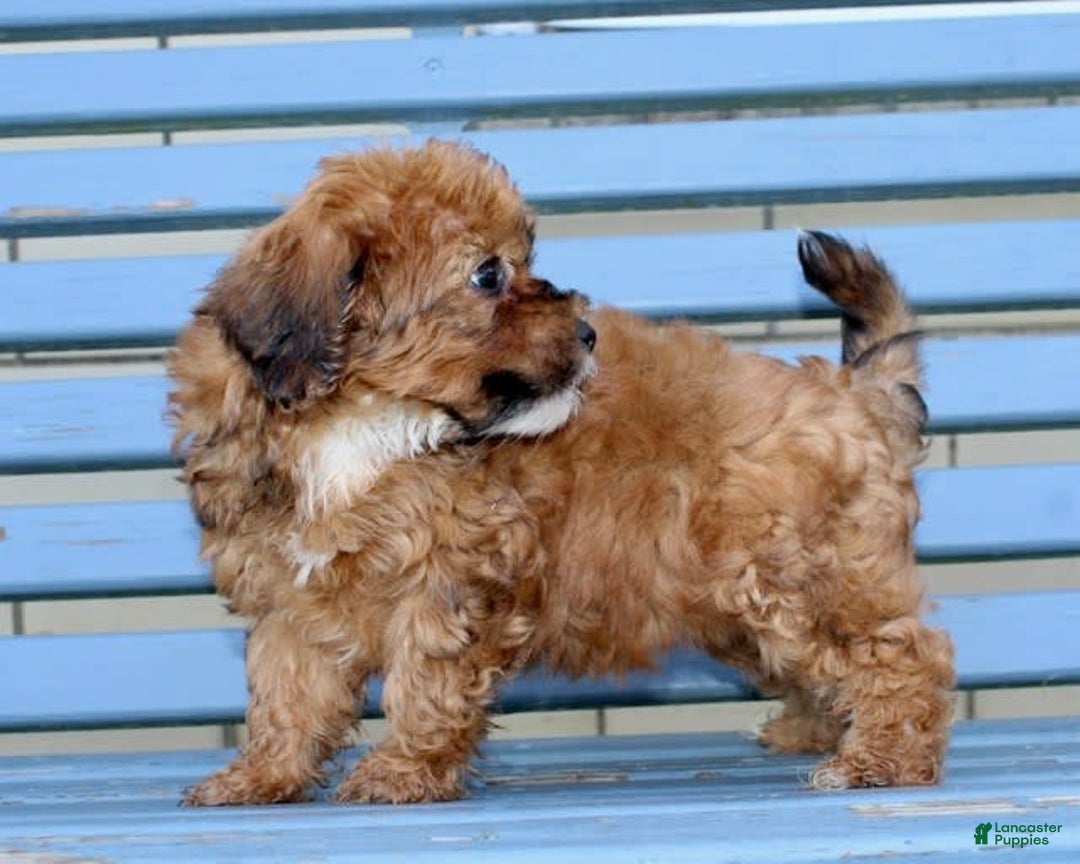 Shihpoo dogs for sale: Lisa - Image 3