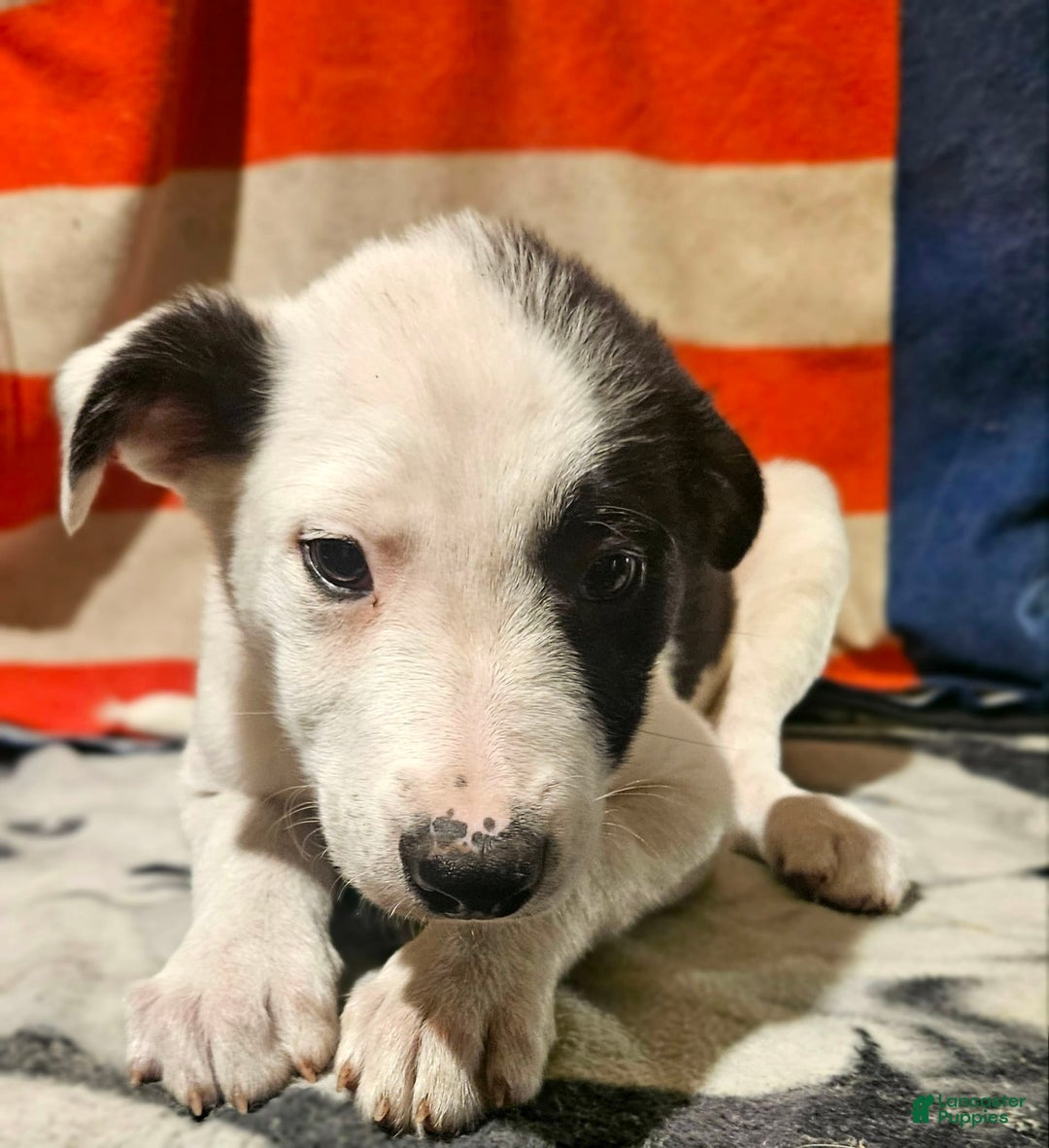 Border Collie dogs for sale: I-dog - Image 14