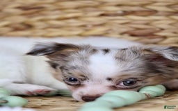 Chihuahua dogs for sale: Rita - Image 3