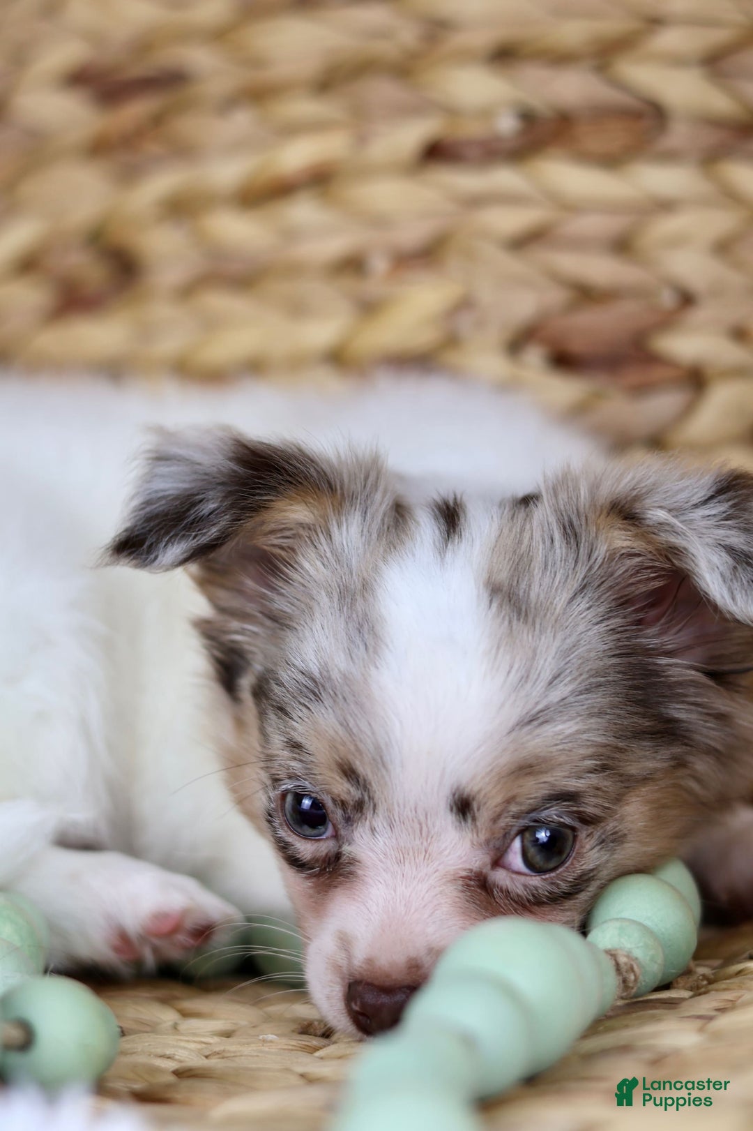 Chihuahua dogs for sale: Rita - Image 3