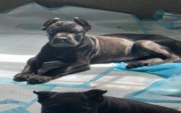 Cane Corso dogs for sale: Deacon - Image 2