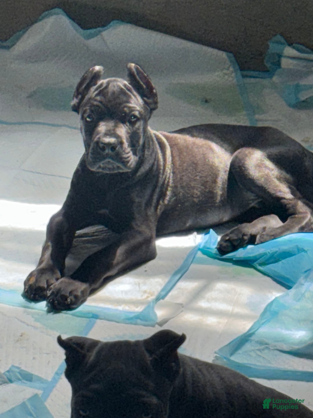 Cane Corso dogs for sale: Deacon - Image 2