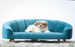 Toy Poodle dogs for sale: Quincy - Image 2
