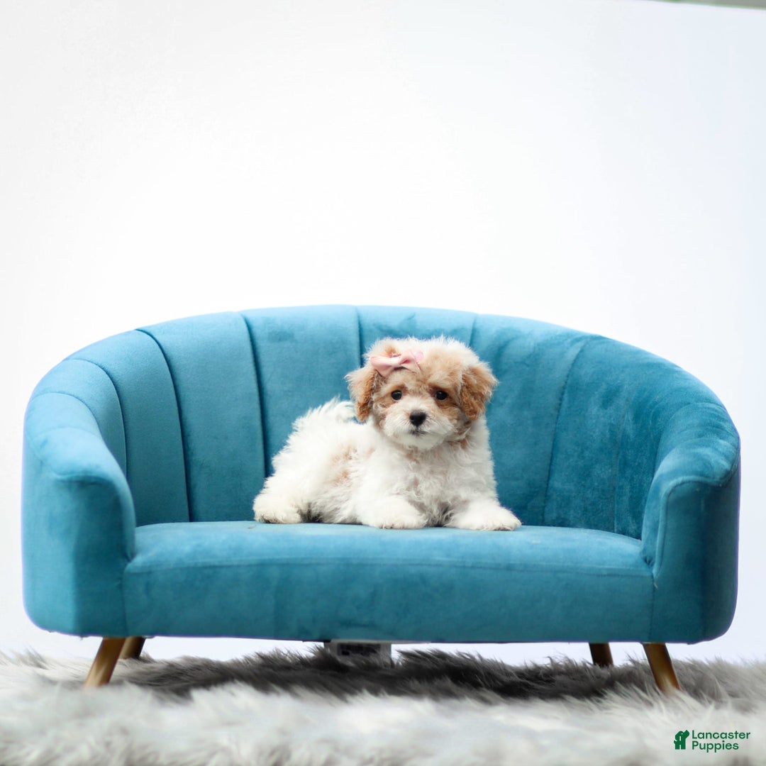 Toy Poodle dogs for sale: Quincy - Image 2