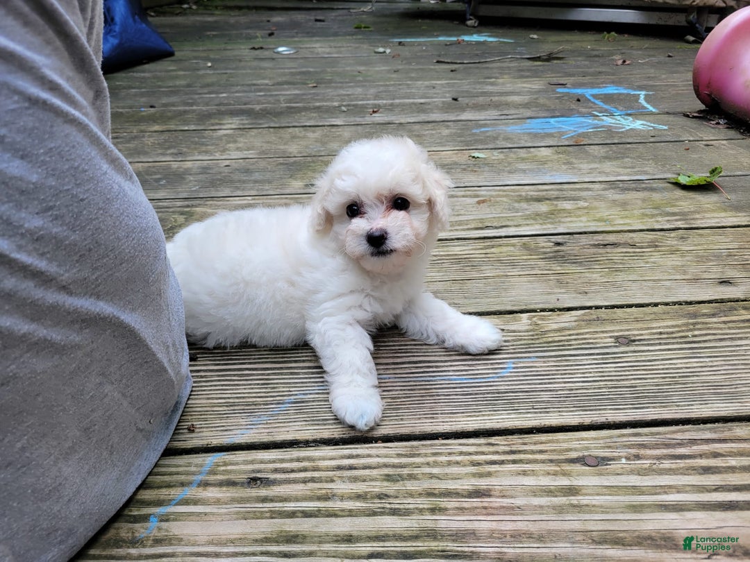Bichpoo dogs for sale: Amelia - Image 8