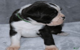 Boxer dogs for sale: Green Collar Male - Image 1