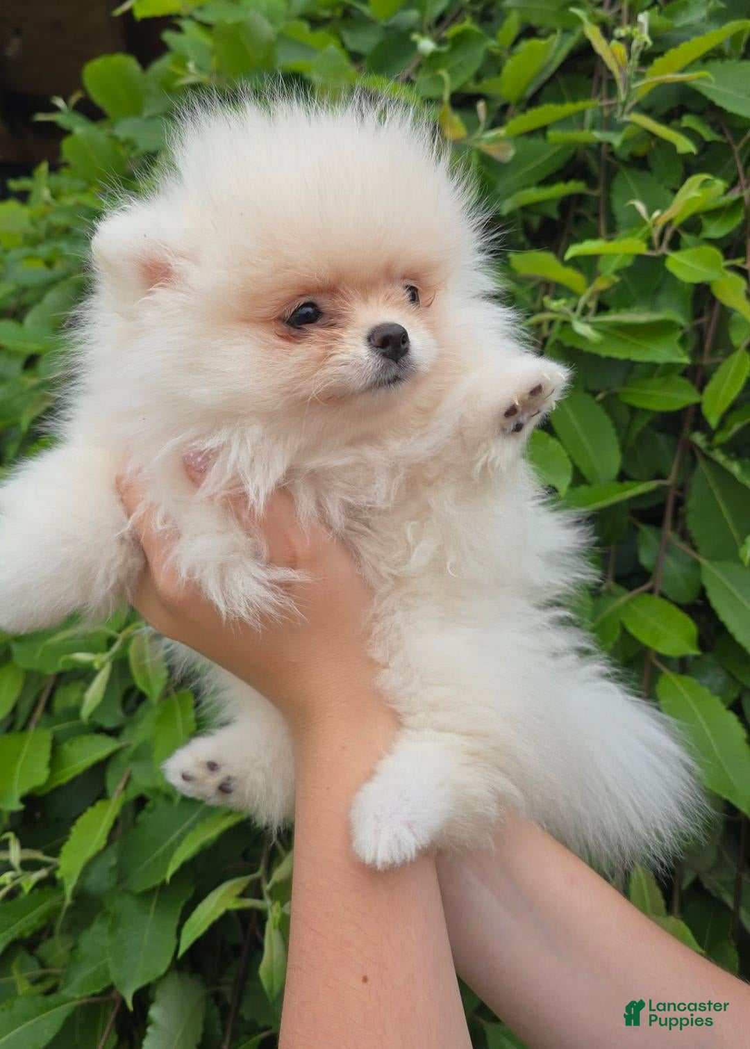 Pomeranian dogs for sale: Leny - Image 3