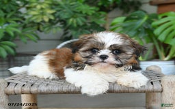 Shih Tzu dogs for sale: Marley - Image 4