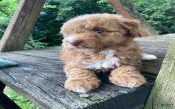 Miniature Poodle dogs for sale: Dexter - Image 2