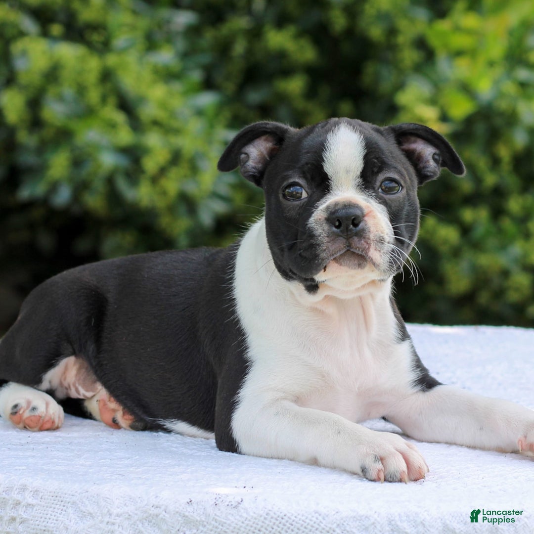 Boston Terrier dogs for sale: Karina - Image 3