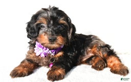 Cockapoo dogs for sale: Angelo - Image 4