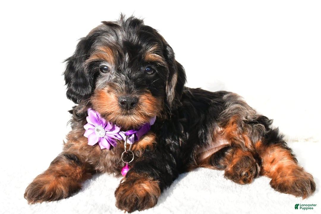 Cockapoo dogs for sale: Angelo - Image 4