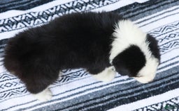 Australian Shepherd dogs for sale: Dakota - Image 4