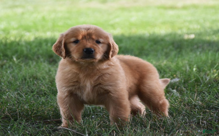Golden Retriever dogs for sale - Ad 3