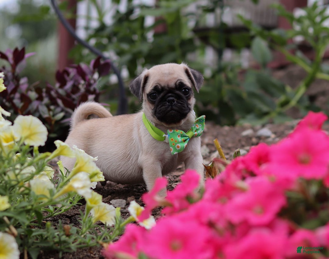 Pug dogs for sale: Ace - Image 8
