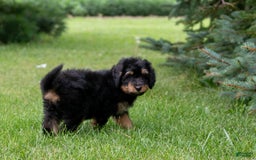 Bernedoodle dogs for sale: Cinnamon - Image 5