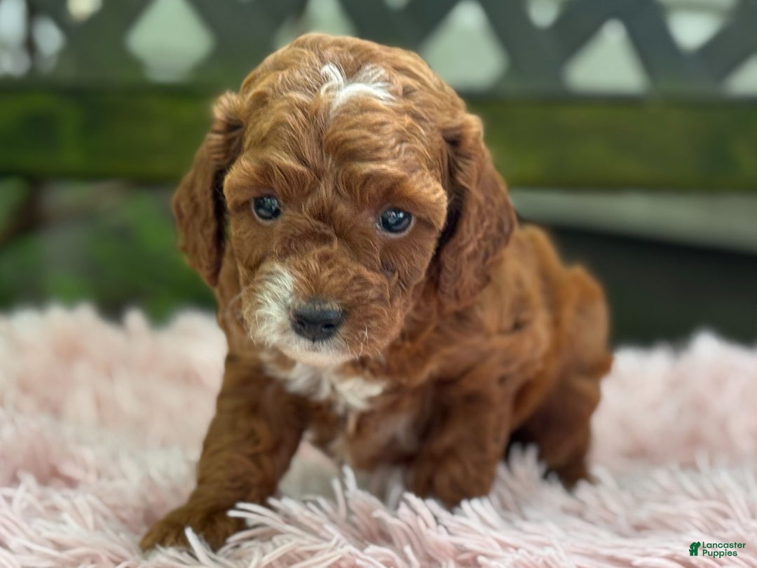 Cavapoo dogs for sale: Bella - Image 11