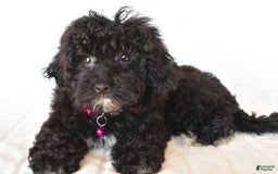 Bichpoo dogs for sale: Roxan - Image 4