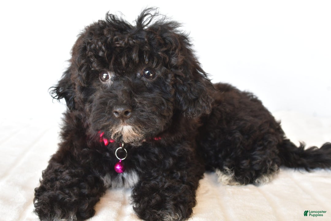 Bichpoo dogs for sale: Roxan - Image 4