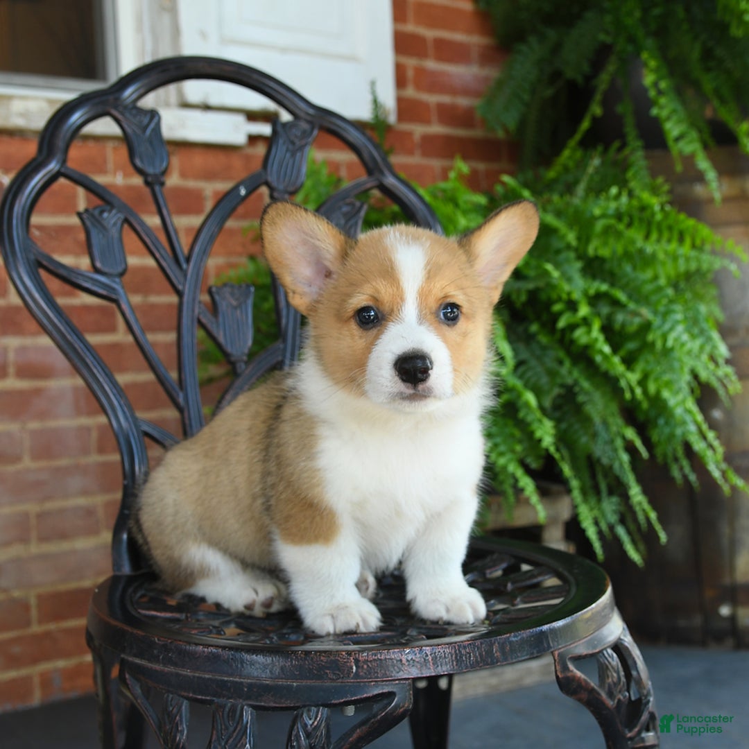 Welsh Corgi Pembroke dogs for sale: Rex - Image 3
