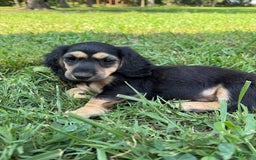 Miniature Dachshund dogs for sale: Olive - Image 1